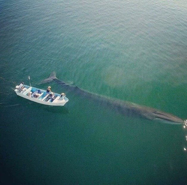 De op één na grootste walvis ter wereld