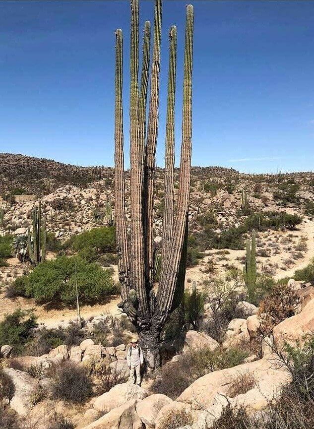 Had je enig idee dat een cactus zo groot kan worden?