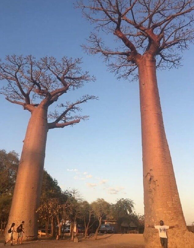 Niemand kan in deze boom klimmen
