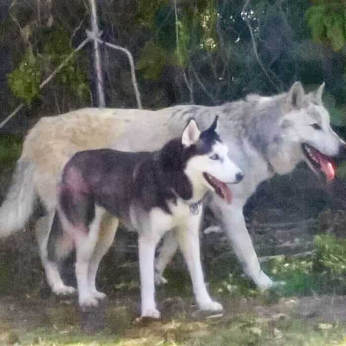 De grootte van een Husky vergeleken met een Wolf