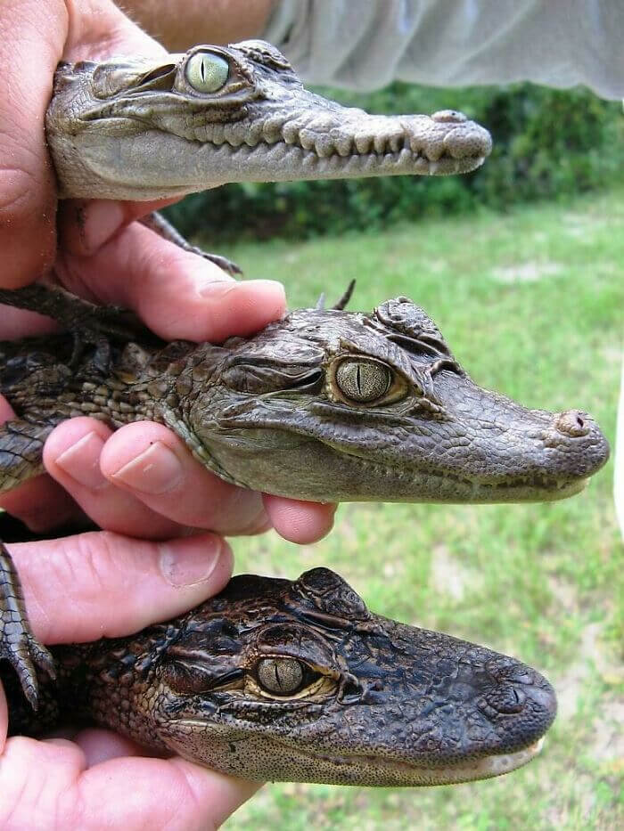 Verschil tussen een krokodil, een kaaiman en een alligator
