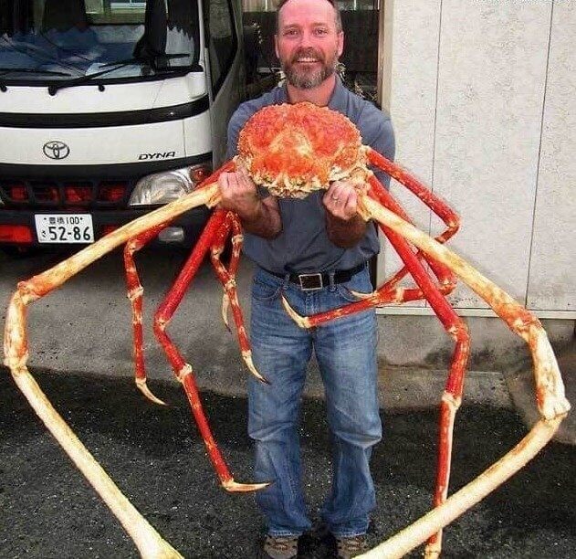 Japanse spinkrab of buitenaards wezen
