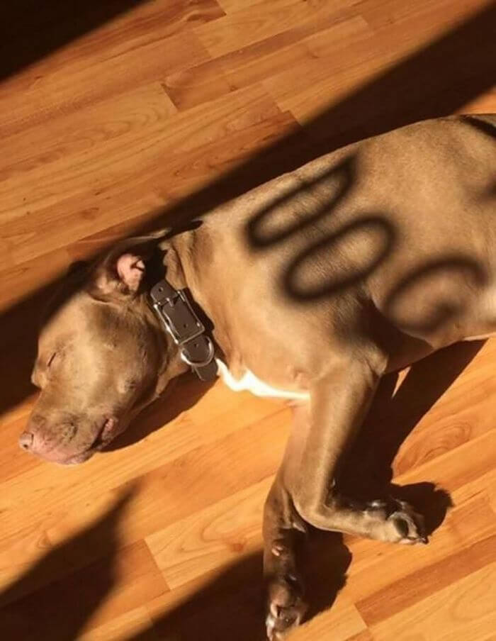 This Person's Dog Was Correctly Labeled