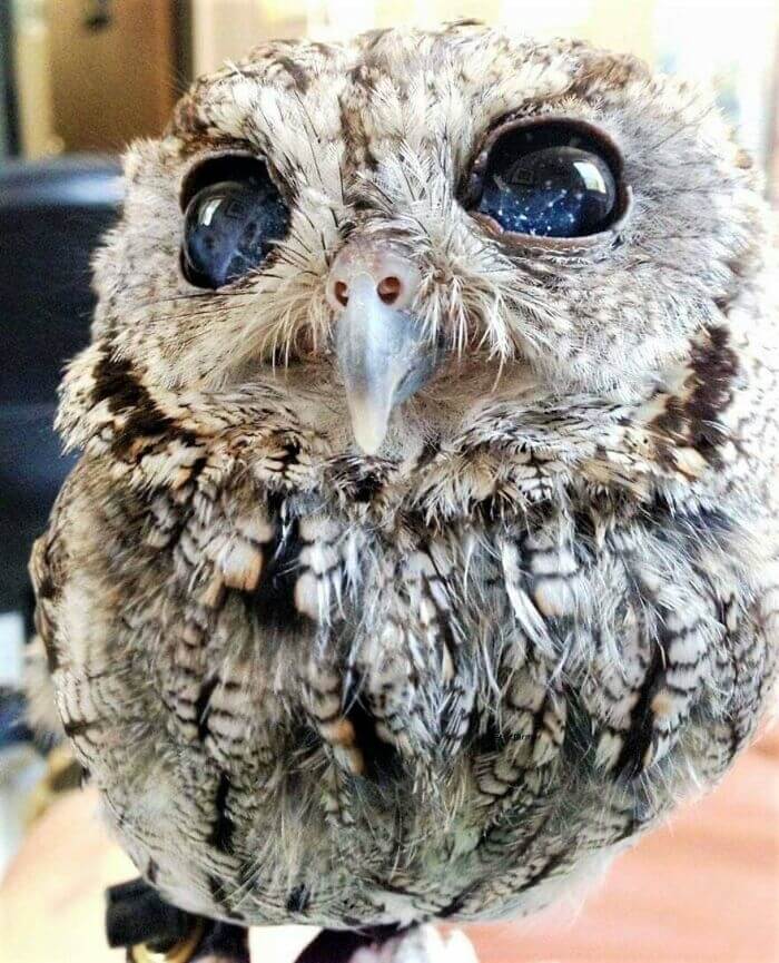 The Blind Owl Has A Galaxy In His Eyes