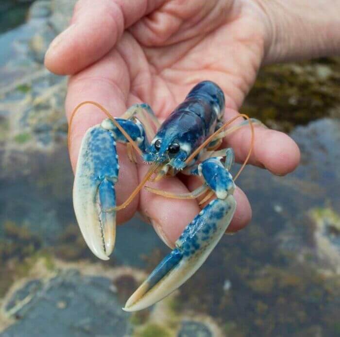 A 1 In 2,000,000 Blue Lobster