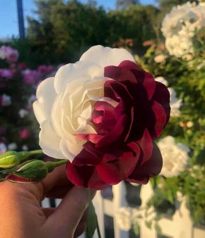 Picked A Half Red Half White Flower