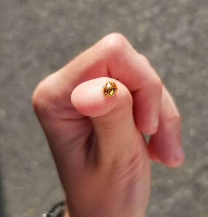 This Little Golden Beetle Must Be Very Lucky