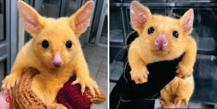 Australian Veterinary Clinic Rescues A Golden Possum
