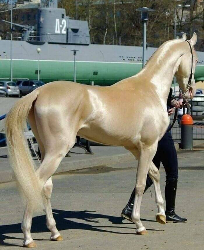 What Highlighter Is This Horse Using?