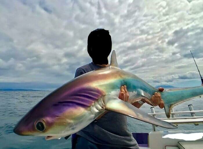 An Iridescent Thresher Shark