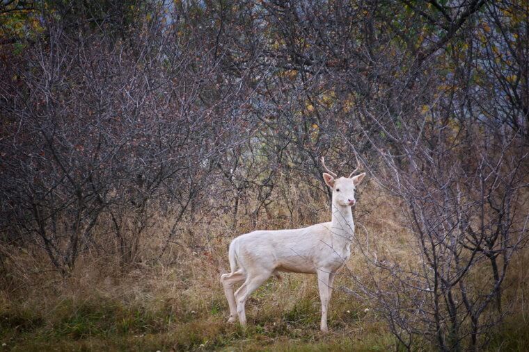 Extremely Rare White Baby Reindeer