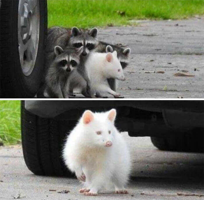 A Rare Albino Trash Panda