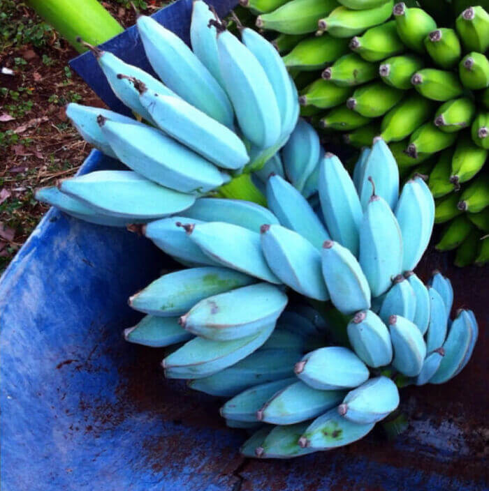 Blue Bananas Look Like Something You Would Find In An Art Museum