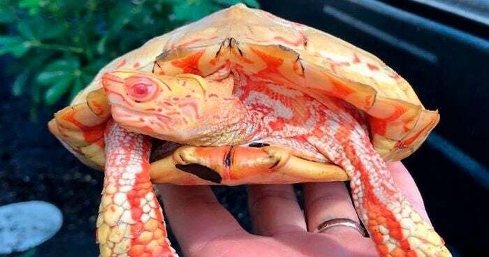 These Are One Of The Rarest Turtle Morphs In The World