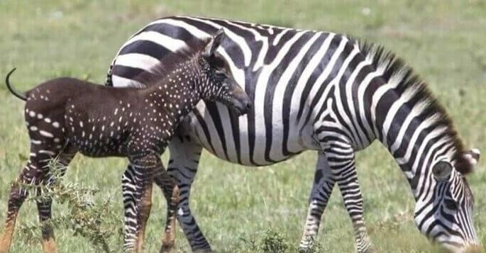 So Are Zebras Black With White Stripes Or White With Black Stripes?