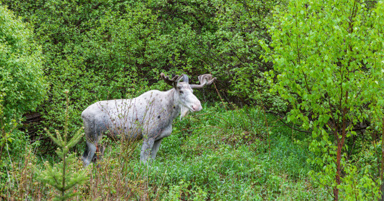 White Chocolate Moose