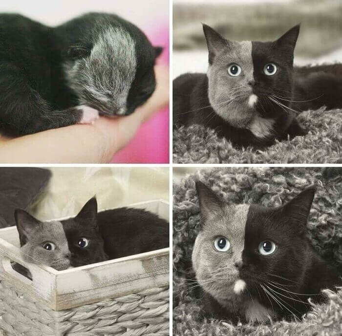 Meet Narnia, A Rare Two Faced Cat