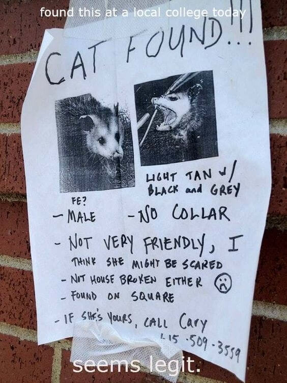 A Cute Cat