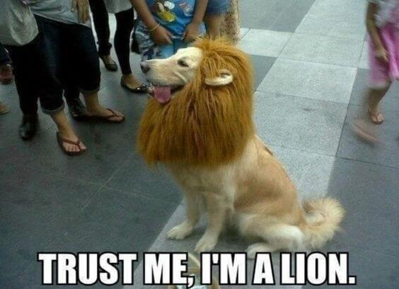 Yeah, The Doggo Is Not Lying!