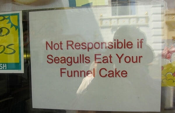 Beware of Seagulls