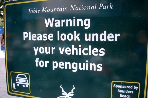 Annoying Little Penguins