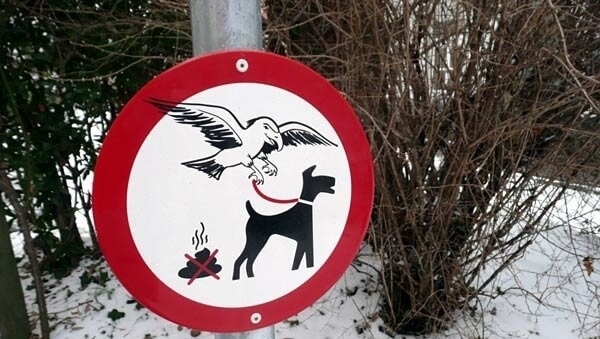 Is That A Crow?