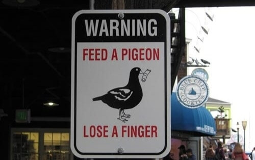 Thug Pigeons