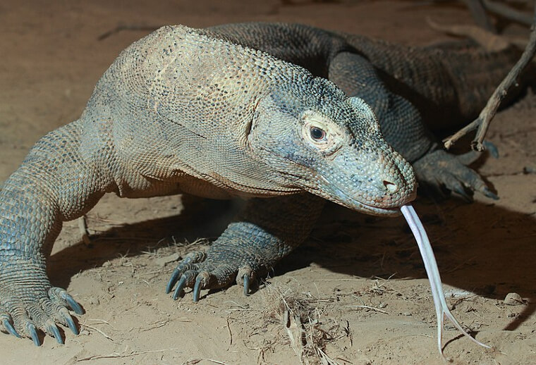 Les dragons de Komodo empoisonnent leurs proies avant de les manger vivantes