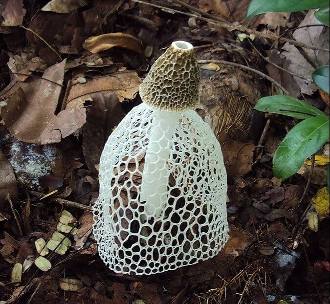 Les champignons peuvent transformer les insectes en zombies
