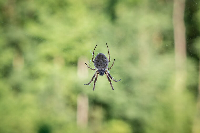 La plupart du temps, l'araignée morte que tu vois n'est en fait pas morte du tout.