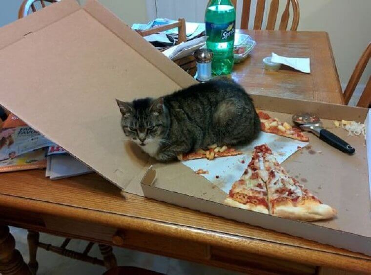 Beds Are Great, But Pizza Is Even Better