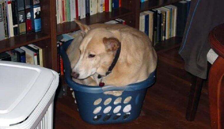 Dog Baskets Sure Aren't What They Used To Be