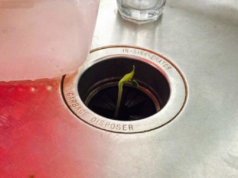 Not Your Average House Plant