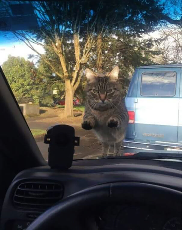 You'd Better Hit Paws On That Accelerator