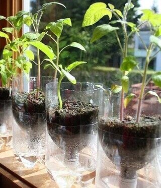 Plastic Bottle Herb Garden Projects Save Money and Reduce Waste