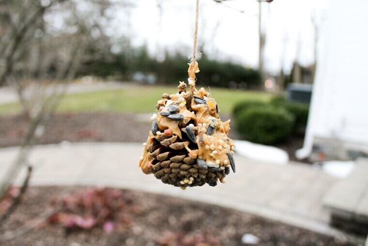 Homemade Bird Feeders to Attract and Support Feathered Friends