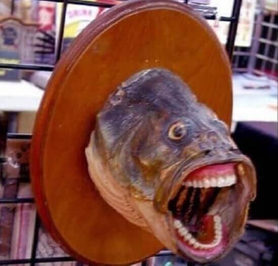 This Absolutely Terrifying Fish