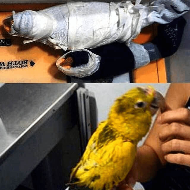 Hiding Parrots In Your Clothes