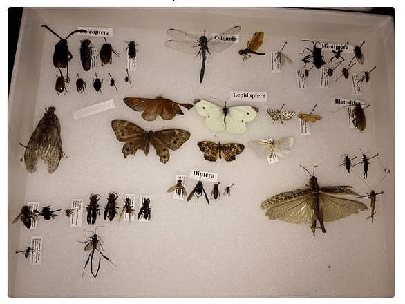 Taking Your Bug Collection With You