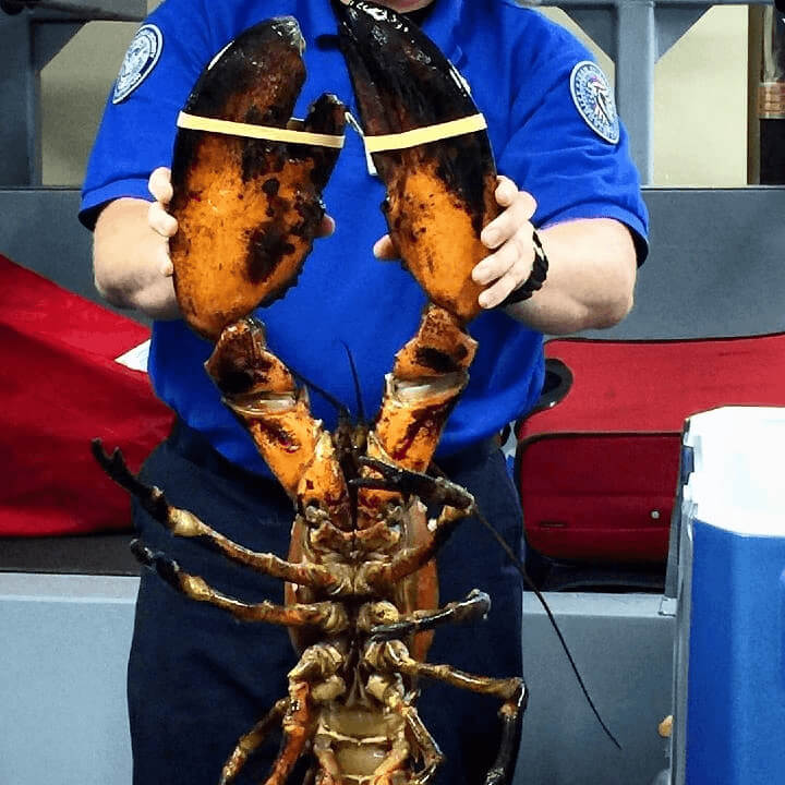 An Actual Live Lobster