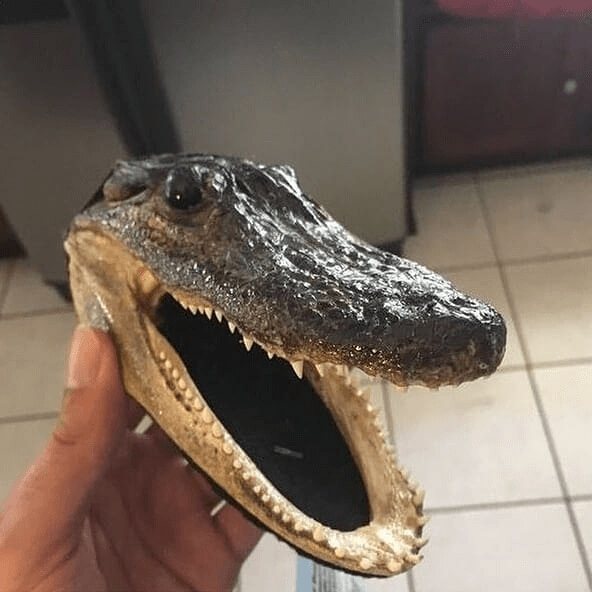 Someone Actually Brought An Alligator Head On Board