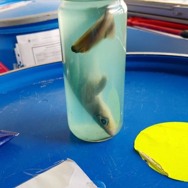 Baby Shark Doo Doo Doo