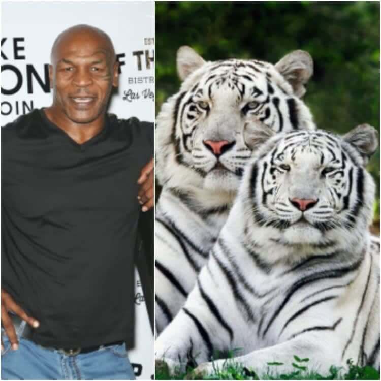 Mike Tyson: Three Bengal Tigers