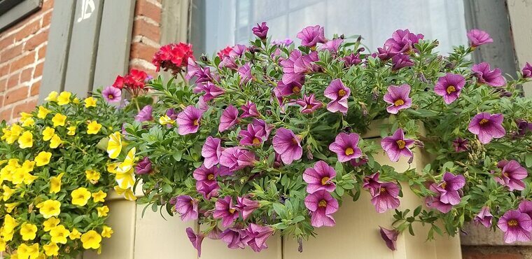 Add Window Boxes