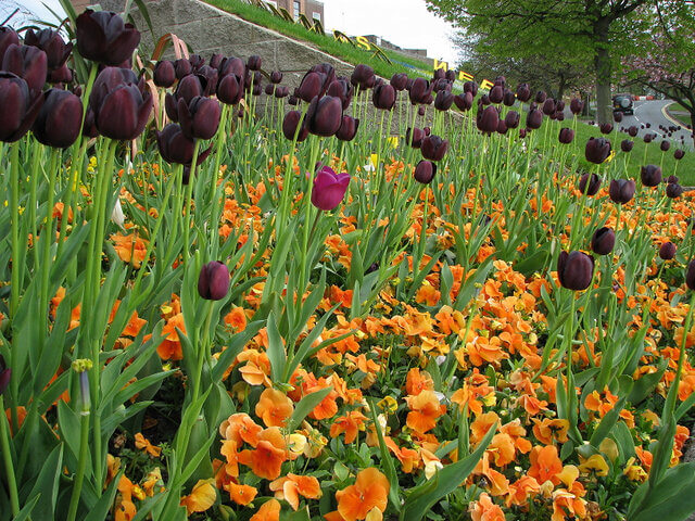 Mulch Your Flower Beds