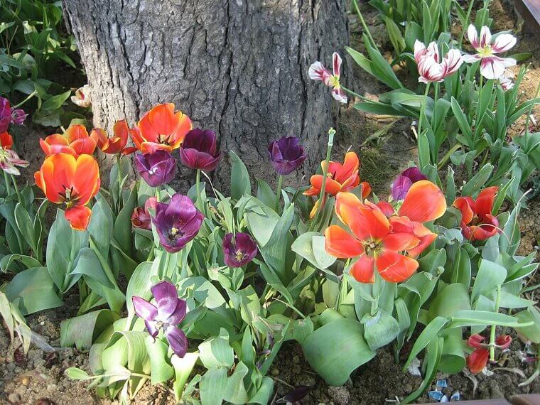 Plant Colorful Flowers