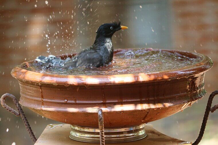Put Out a Birdbath or Feeder