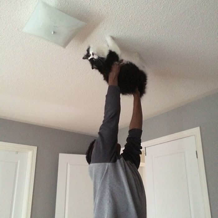 "Spider Cat, Spider Cat, Does Whatever A Spider Cat Does."