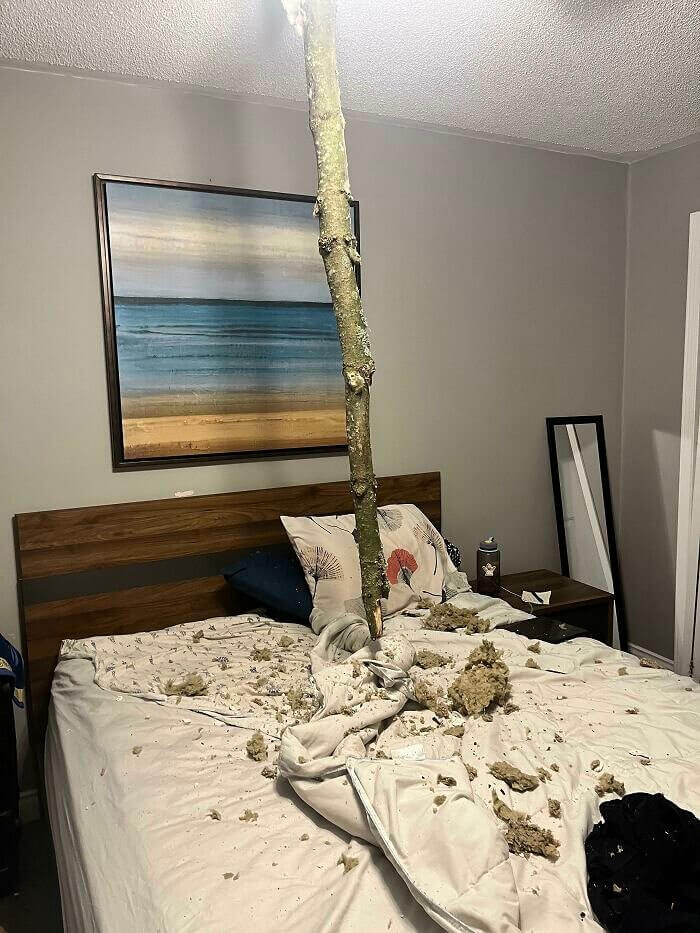 Il s'en est fallu de peu pour que la mort ne frappe ! Cette branche a traversé le toit de la maison