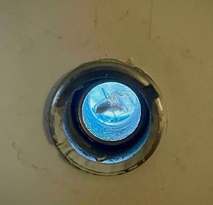 Quand une araignée fait d'un judas sa maison